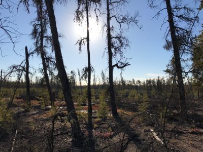 Leaf Area Index Modelling in Northern Alberta