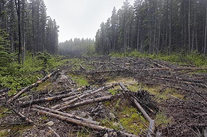 Deep learning for Caribou habitat disturbance mapping