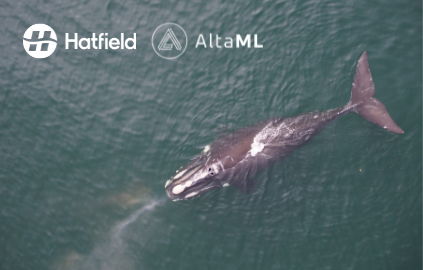 Hatfield and AltaML announce progress on detection of endangered North Atlantic right whales using satellite Earth observation data