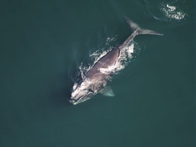 SmartWhales – Development of Space-Based Solutions for the Monitoring and Protection of the North Atlantic Right Whale (NARW)