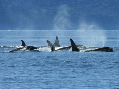 Economic and Social Impacts of Measures to Protect the North Atlantic Right Whale (NARW) and Southern Resident Killer Whale (SRKW)
