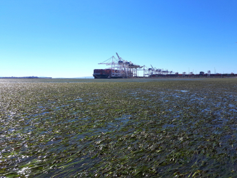 Eelgrass Explorer