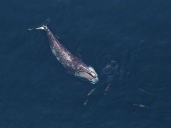 Scientific paper on AI-powered smartWhales Space-Based Detection System published in Marine Mammal Science