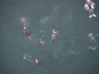 GenWhales – Generative AI to Support Satellite-Based North Atlantic Right Whales (NARW) Detection