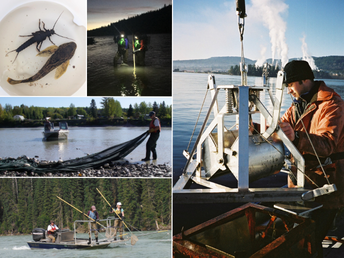 Pulp and Paper Environmental Effects Monitoring