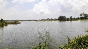Flooded rice field, typical for double rice in Mekong Delta Vietnam (IUCN (October 2023)) + Hatfield Consultants