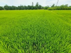 Mature rice crop in Mekong Delta Vietnam (IUCN Vietnam (October 2023)) + Hatfield Consultants